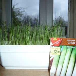 Features of growing onions from seeds