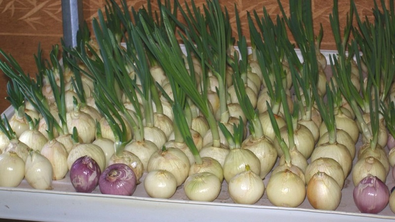 Features of growing onions in hydroponics