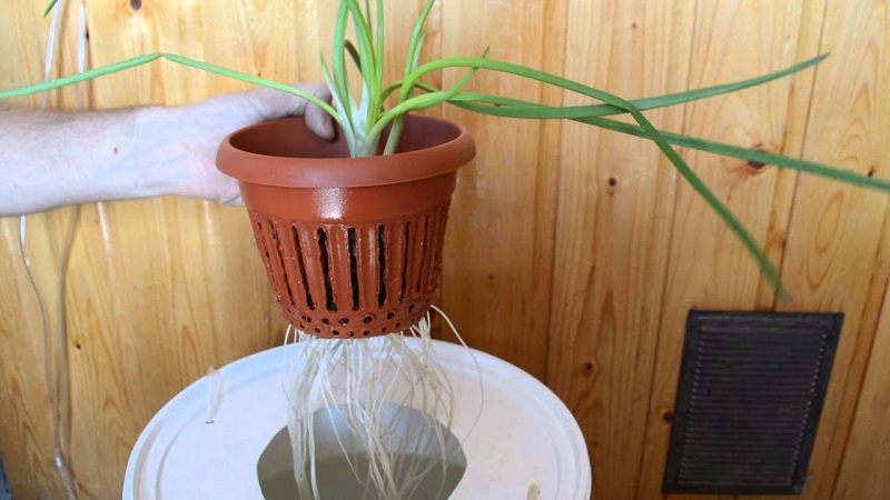 Features of growing onions in hydroponics