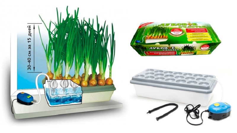 Features of growing onions in hydroponics