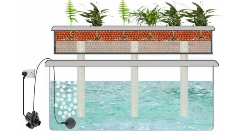 Features of growing onions in hydroponics