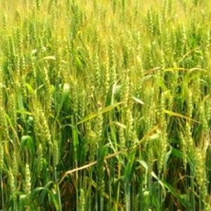Winter wheat Moscow 40: variety description