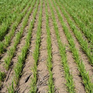 Winter wheat Moscow 40: variety description