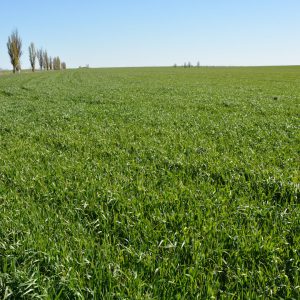Winter wheat Moscow 40: variety description