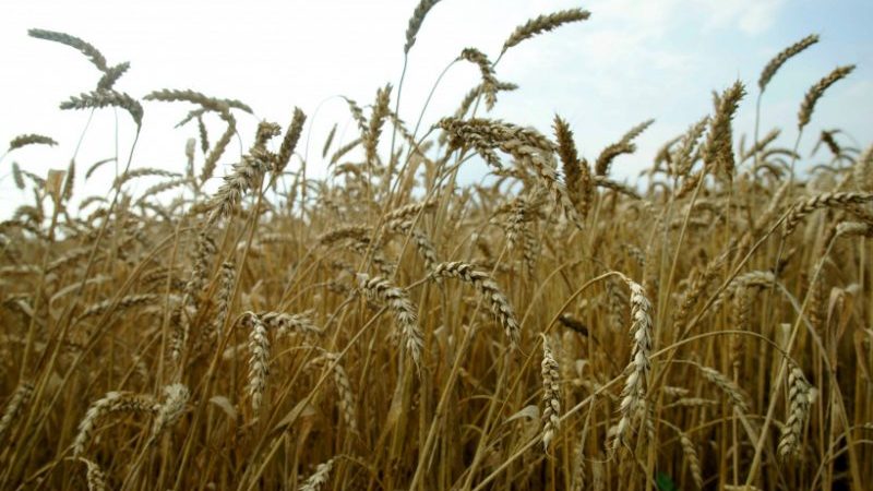 Winter wheat Moscow 40: variety description