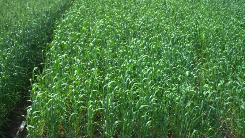 Winter wheat Moscow 40: variety description