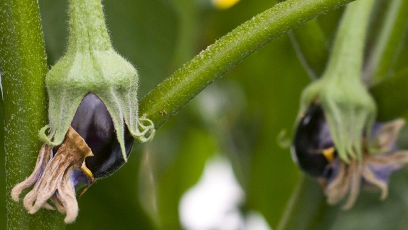 What to do if the flowers of the eggplant in the greenhouse fall and why is this happening?
