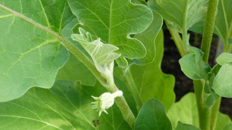Why eggplants in the greenhouse are not tied and what to do about it