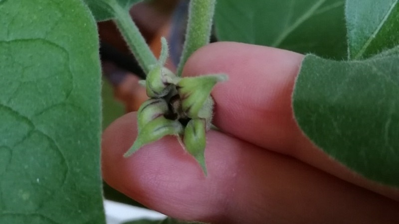 Why eggplants in the greenhouse are not tied and what to do about it