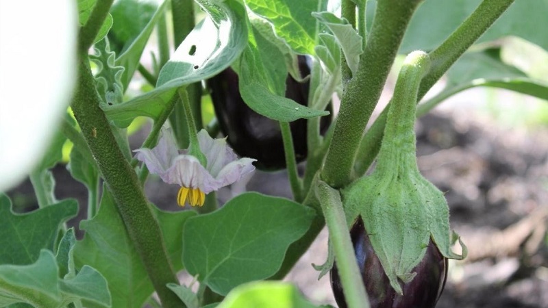 Why eggplants in the greenhouse are not tied and what to do about it