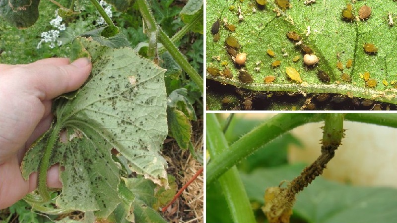 Why do cucumber ovaries rot: causes of the problem, methods of solving and preventing it
