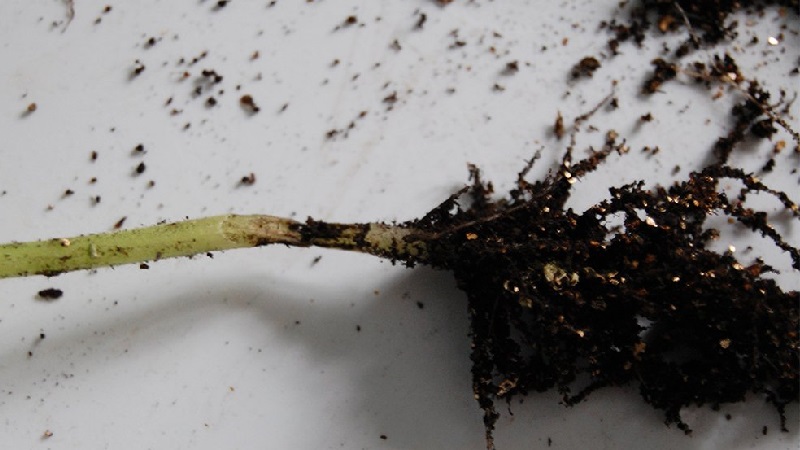 Why do cucumber ovaries rot: causes of the problem, methods of solving and preventing it