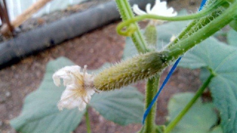 Why do cucumber ovaries rot: causes of the problem, methods of solving and preventing it