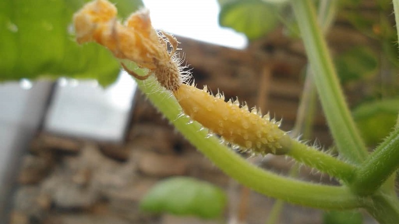 Why do cucumber ovaries rot: causes of the problem, methods of solving and preventing it