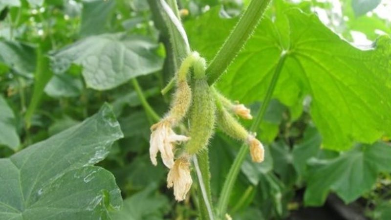 Why do cucumber ovaries rot: causes of the problem, methods of solving and preventing it