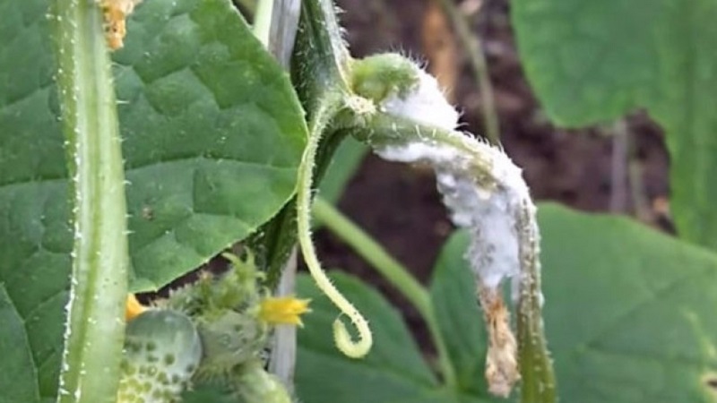 Why do cucumber ovaries rot: causes of the problem, methods of solving and preventing it