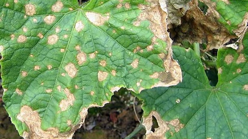 Why do cucumber ovaries rot: causes of the problem, methods of solving and preventing it