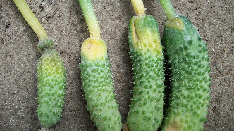 Why do cucumber ovaries rot: causes of the problem, methods of solving and preventing it