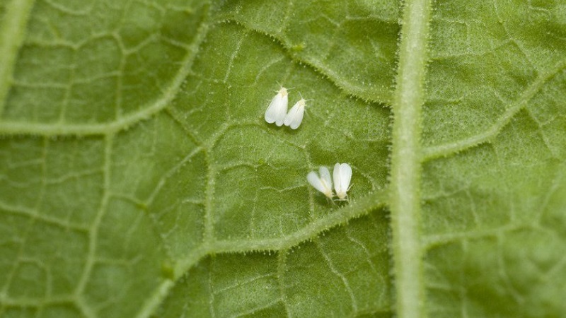Why do cucumber ovaries rot: causes of the problem, methods of solving and preventing it