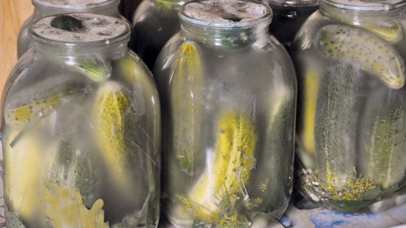 Why mold could appear on pickles and what to do about it