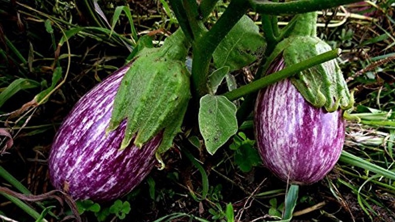 A selection of the best varieties of eggplant for a polycarbonate greenhouse