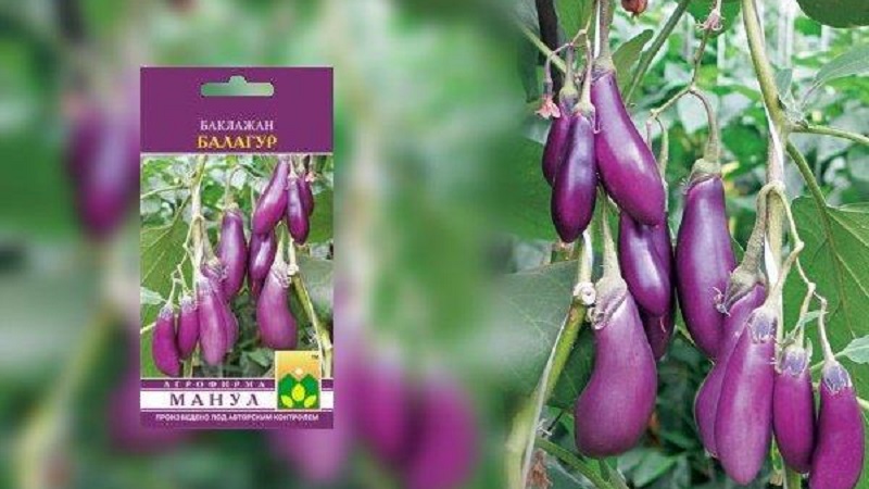 A selection of the best varieties of eggplant for a polycarbonate greenhouse