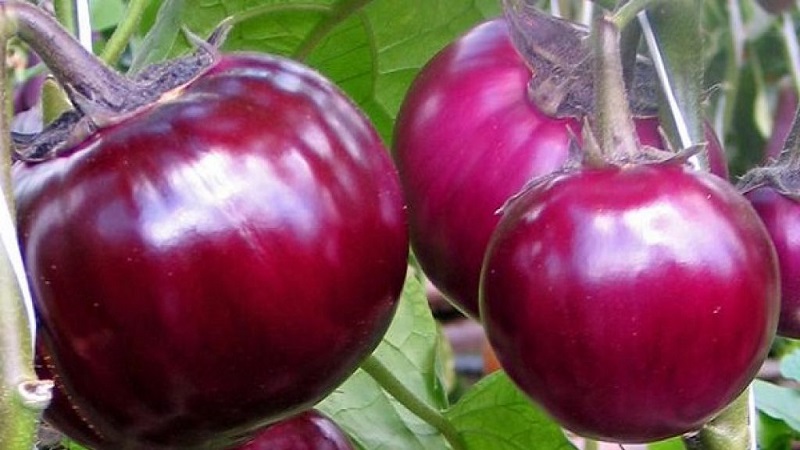 A selection of the best varieties of eggplant for a polycarbonate greenhouse