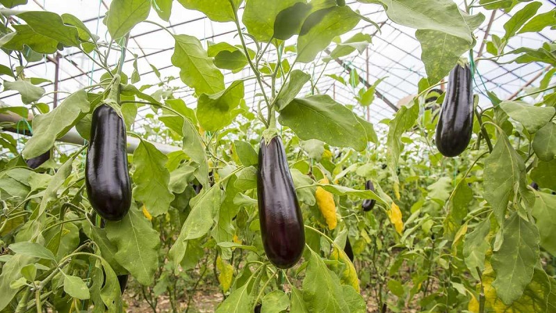 The best ways to treat eggplant diseases: photo and description
