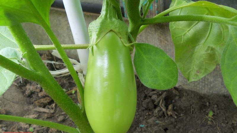 A selection of the best varieties of eggplant for a polycarbonate greenhouse