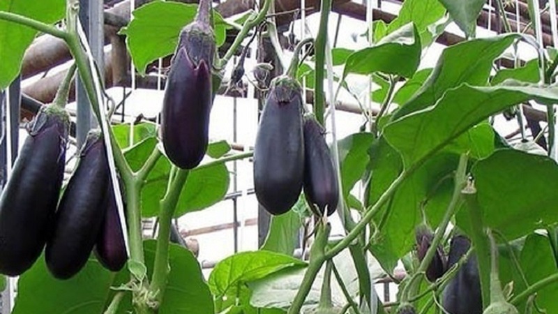 A selection of the best varieties of eggplant for a polycarbonate greenhouse