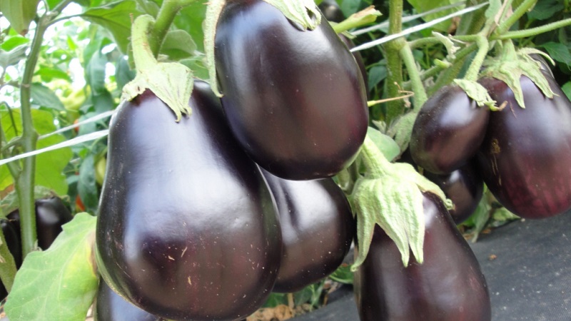 A selection of the best varieties of eggplant for a polycarbonate greenhouse