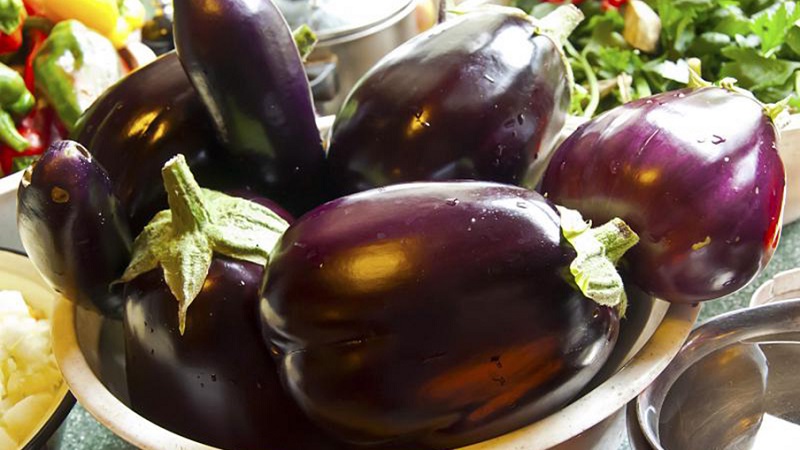 A selection of the best varieties of eggplant for a polycarbonate greenhouse