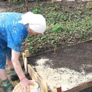 Features of preparing a bed for carrots in the fall