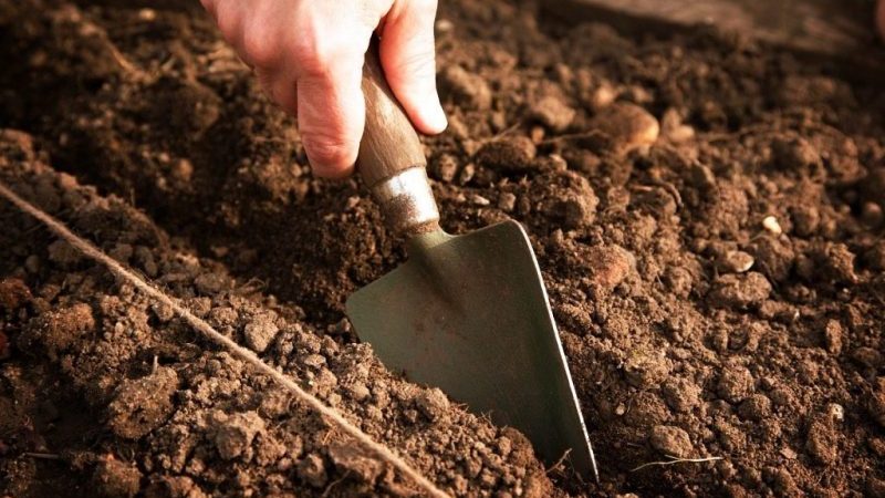 Features of preparing a bed for carrots in the fall