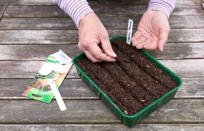 Step-by-step guide to planting root celery for seedlings: from preparation to transplanting