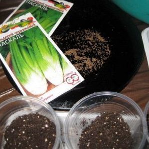 Step-by-step guide to planting root celery for seedlings: from preparation to transplanting