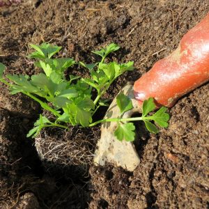 Step-by-step guide to planting root celery for seedlings: from preparation to transplanting