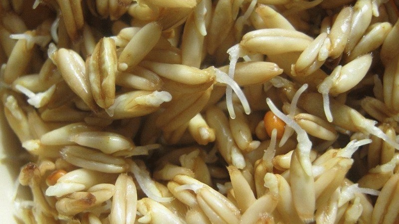 The benefits and harms of sprouted oats
