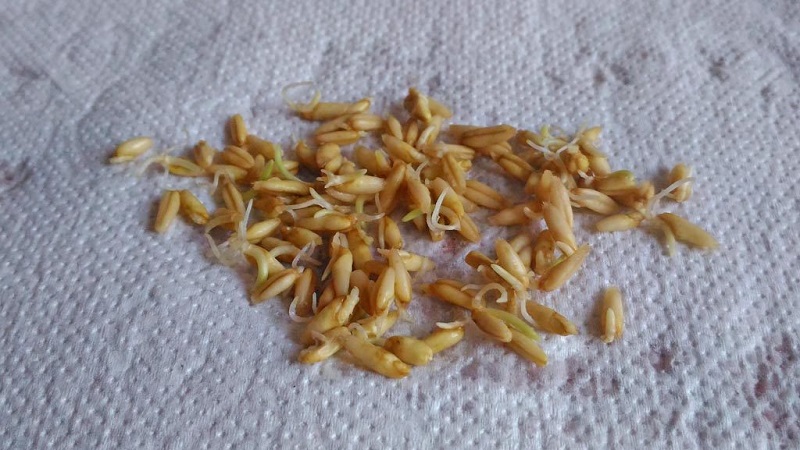 The benefits and harms of sprouted oats