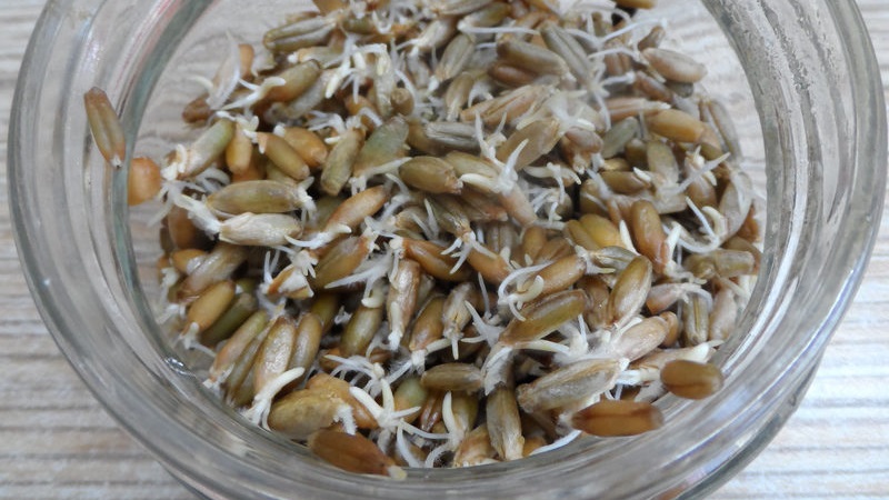 The benefits and harms of sprouted oats