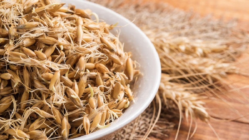 The benefits and harms of sprouted oats