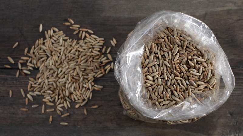 The benefits and harms of sprouted rye for humans