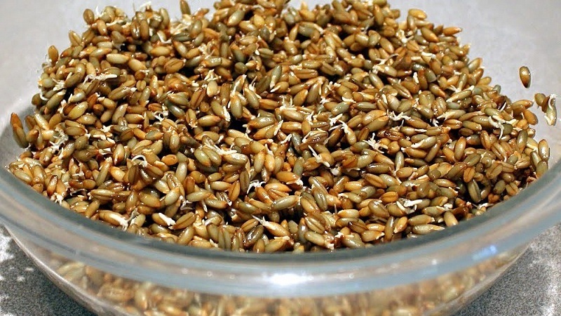 The benefits and harms of sprouted rye for humans