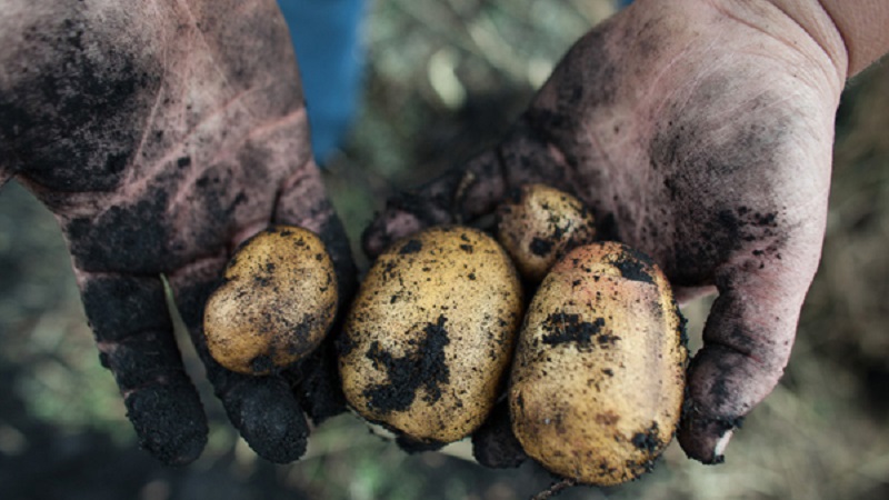 Popular variety of high-yielding potatoes Repanka