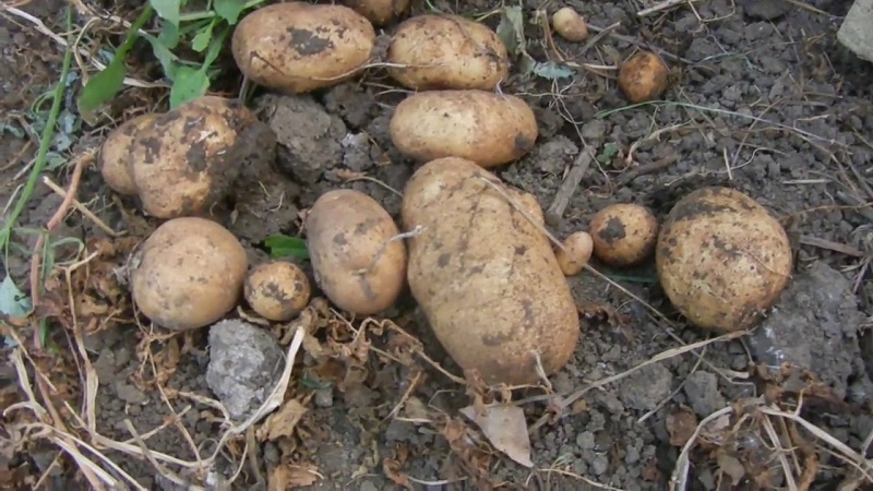 Popular variety of high-yielding potatoes Repanka