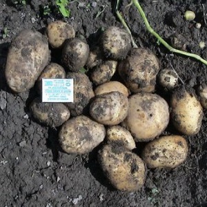Popular variety of high-yielding potatoes Repanka