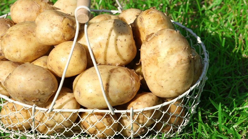 Medium late potato variety Tuleevsky, popular among gardeners