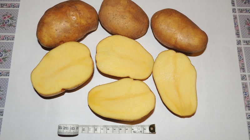 Medium late potato variety Tuleevsky, popular among gardeners