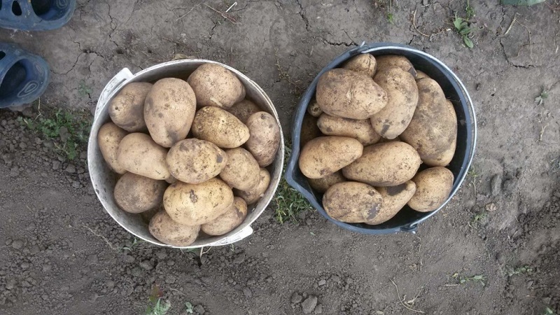 Medium late potato variety Tuleevsky, popular among gardeners