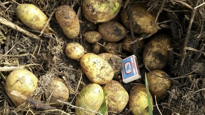 Medium late potato variety Tuleevsky, popular among gardeners